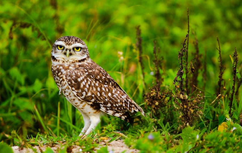 Imagem relacionada à notícia: Portonave inicia projeto de proteção à coruja-buraqueira em Navegantes